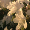 Fern_4O4