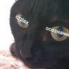 Black cat 7262