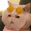 cat_in_cup