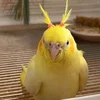 Happy Bird