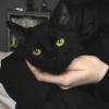 Kitty Lanna