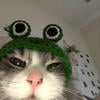 Little bit frog