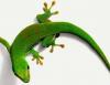 Mr.Gecko