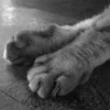 Полуночная Одиссея