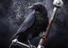 _Black_Raven_