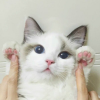 Look_trears