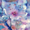 Nika Colour