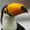 slytoucan