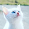 -White_Cat-