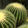 Cactus_Mind
