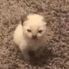 Усатая синичка