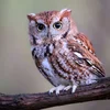 SneakyOwl