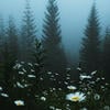 forest_bird