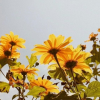 Felixx_min