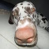 alisper
