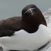 Mister Razorbill