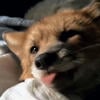 Fox Residence