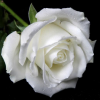 Arnice