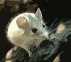 Little_mouse