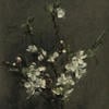 Lilas Blanc