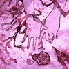 STAINLXVE