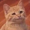 Skor_Litten