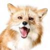 werefoxy