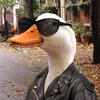 Duck_ Buck