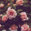 hackaine_