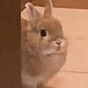 _bunny