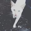 Jo_Roit