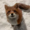 Angel_fox444