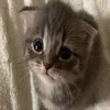 виуа