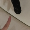 serafina cat