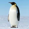 Pengu_Faust