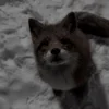 ToxicColdFox