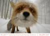 Foxis Fox