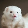 Ferret_hoarder