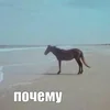 тихая тори бледная