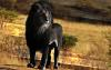 Just lion