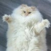 Aks_tv