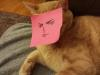 Annie_Cat