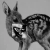 корги0816