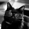 13-BlackCat-13