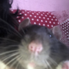 montttmady