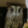 Moki_Moki