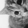 rii_bbt