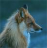 Redfox