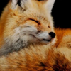 Foksy-Fox