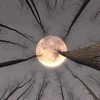 Moonberry_Iron